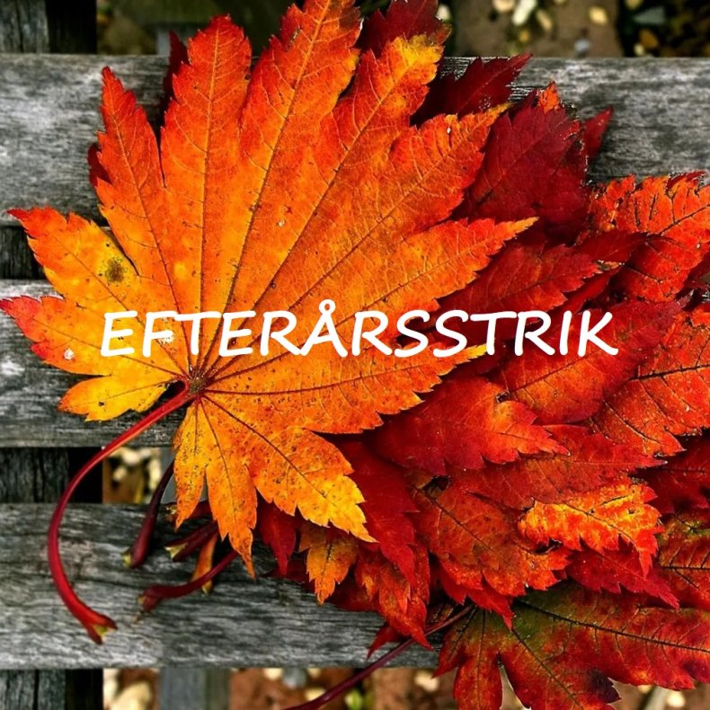 Efterrsstrik 08/11 2025
