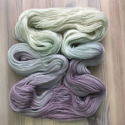 Golden Rain Iris - 100 g