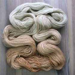 Golden Rain Acacie - 100 g